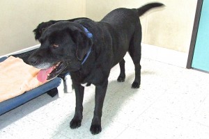 Picture of Toby