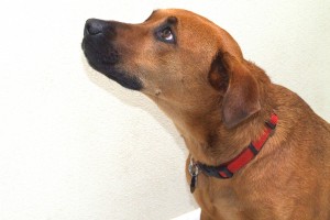 Picture of Violet
