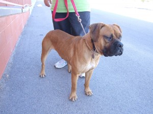 Picture of Argo