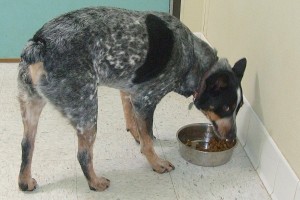 Picture of Blue