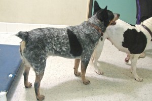 Picture of Blue