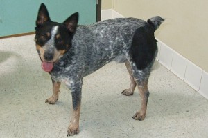 Picture of Blue