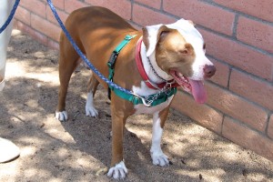 Picture of Chloe