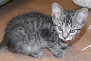 Picture of Crackle