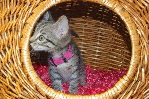Picture of Crackle