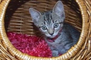 Picture of Crackle