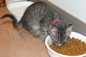 Picture of Crackle