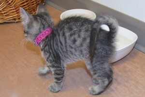 Picture of Crackle