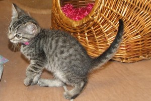 Picture of Crackle