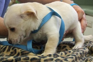 Picture of Fonzi