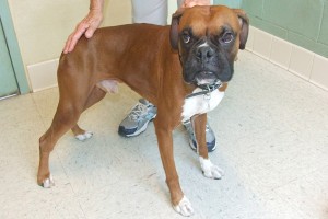 Picture of Fonzi
