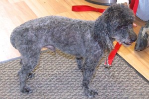 Picture of Frenchy