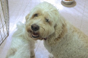 Picture of Jacks