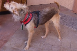 Picture of Jocko