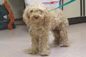 Picture of Maggie