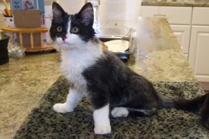 Picture of Marble