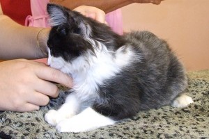 Picture of Marble