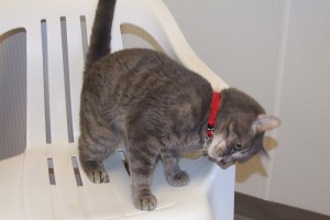Picture of Mickey