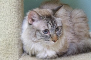 Picture of Milo