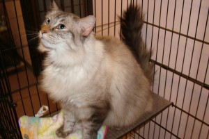 Picture of Milo