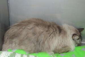Picture of Milo