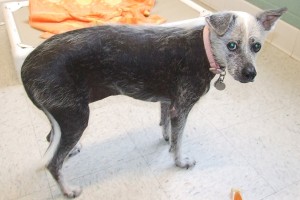Picture of Mitzi