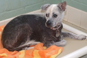 Picture of Mitzi