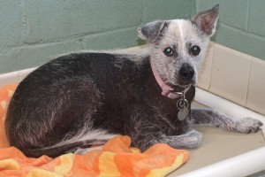 Picture of Mitzi