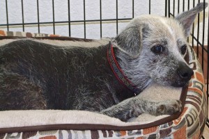 Picture of Mitzi