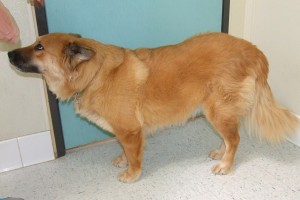 Picture of Piper