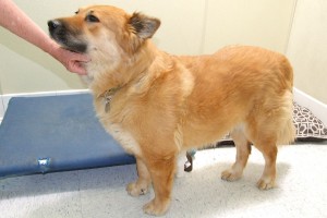 Picture of Piper