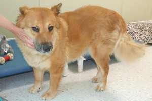 Picture of Piper