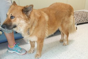 Picture of Piper