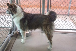 Picture of Rocket