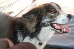 Picture of Rocket