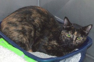 Picture of Roma