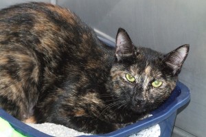 Picture of Roma
