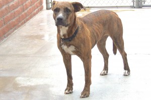 Picture of Roxie
