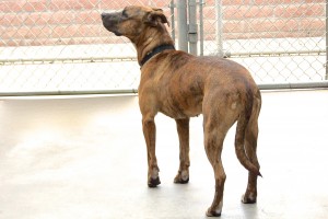 Picture of Roxie