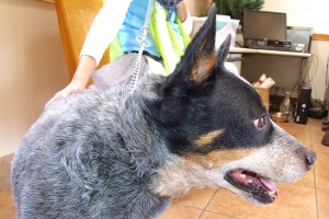 Picture of Sarge