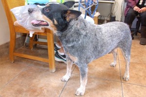 Picture of Sarge