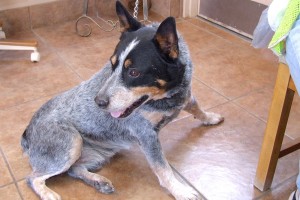 Picture of Sarge