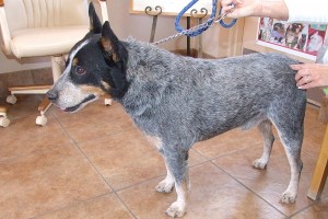 Picture of Sarge