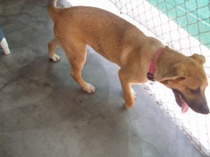 Picture of Scooby