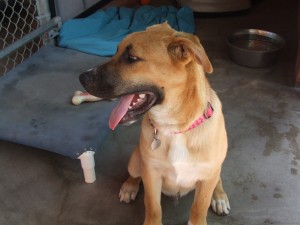 Picture of Scooby