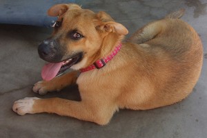 Picture of Scooby