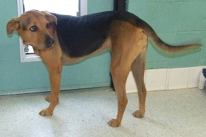 Picture of Shiloh