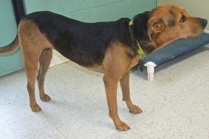Picture of Shiloh