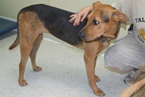 Picture of Shiloh