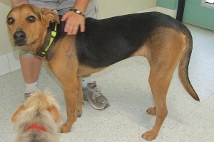 Picture of Shiloh